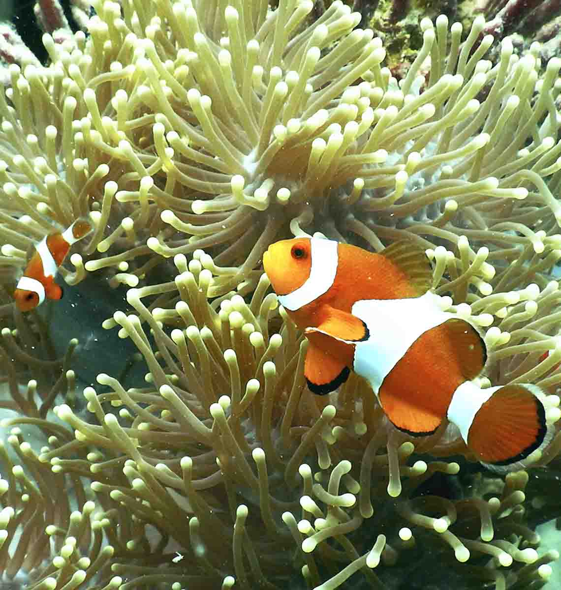 Kan solcreme true vandmiljøet og verdens koralrev?