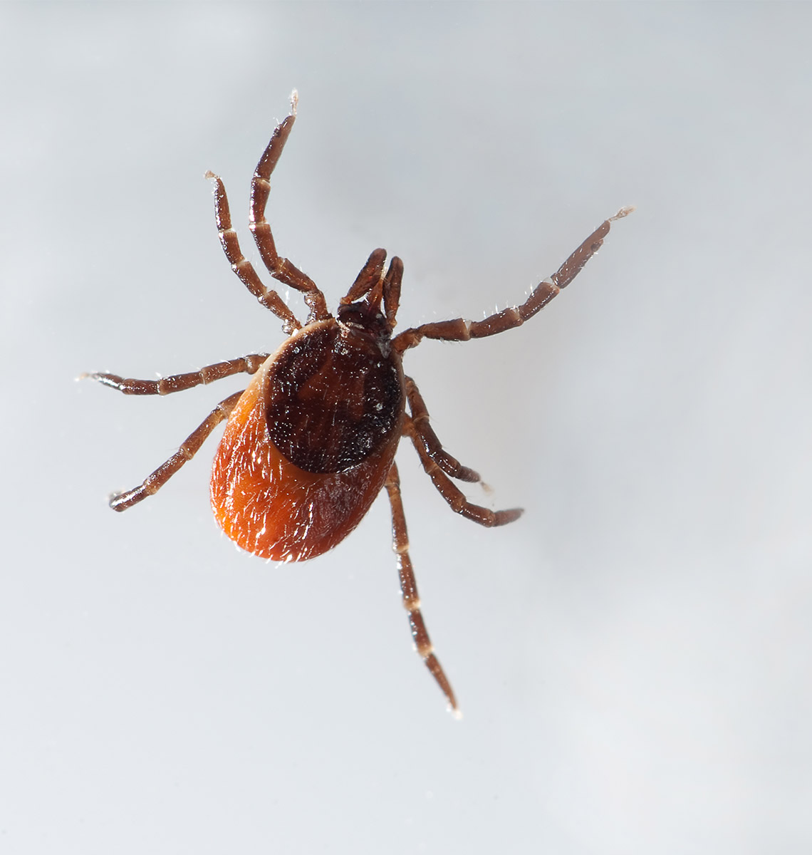 Flåtsygdomme, hold øje med disse symptomer