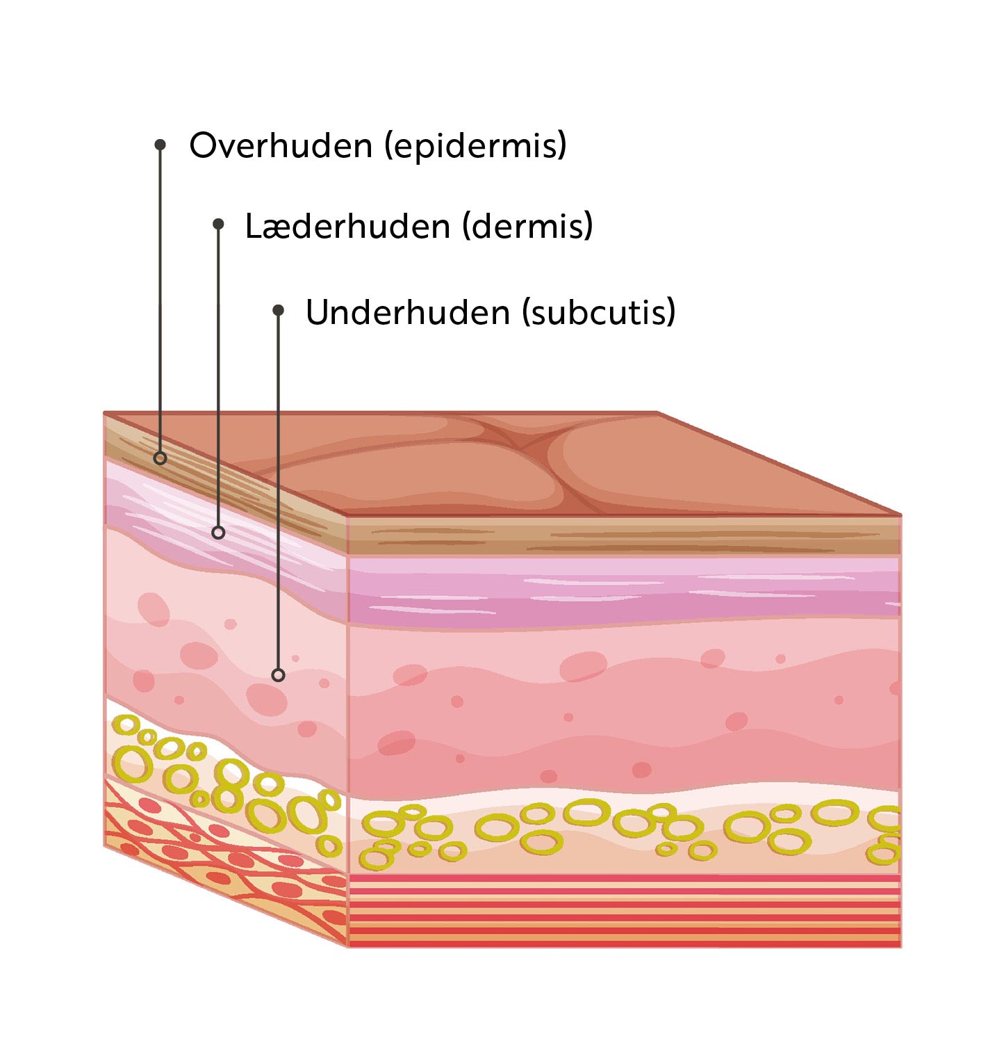 Hudens opbygning, mikrobiom og funktion