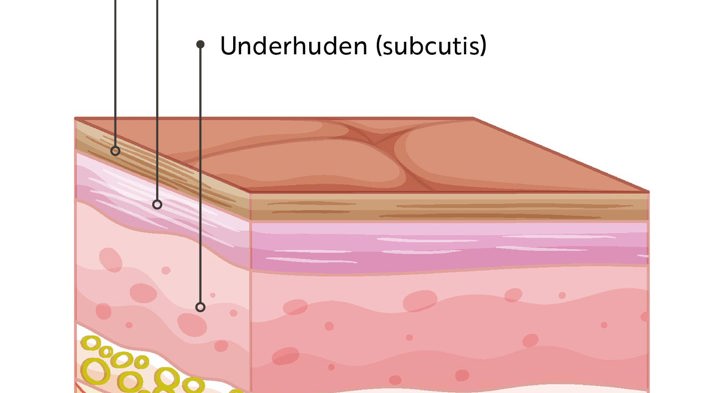 Hudens opbygning, mikrobiom og funktion